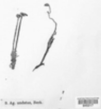 Rhizomarasmius undatus image